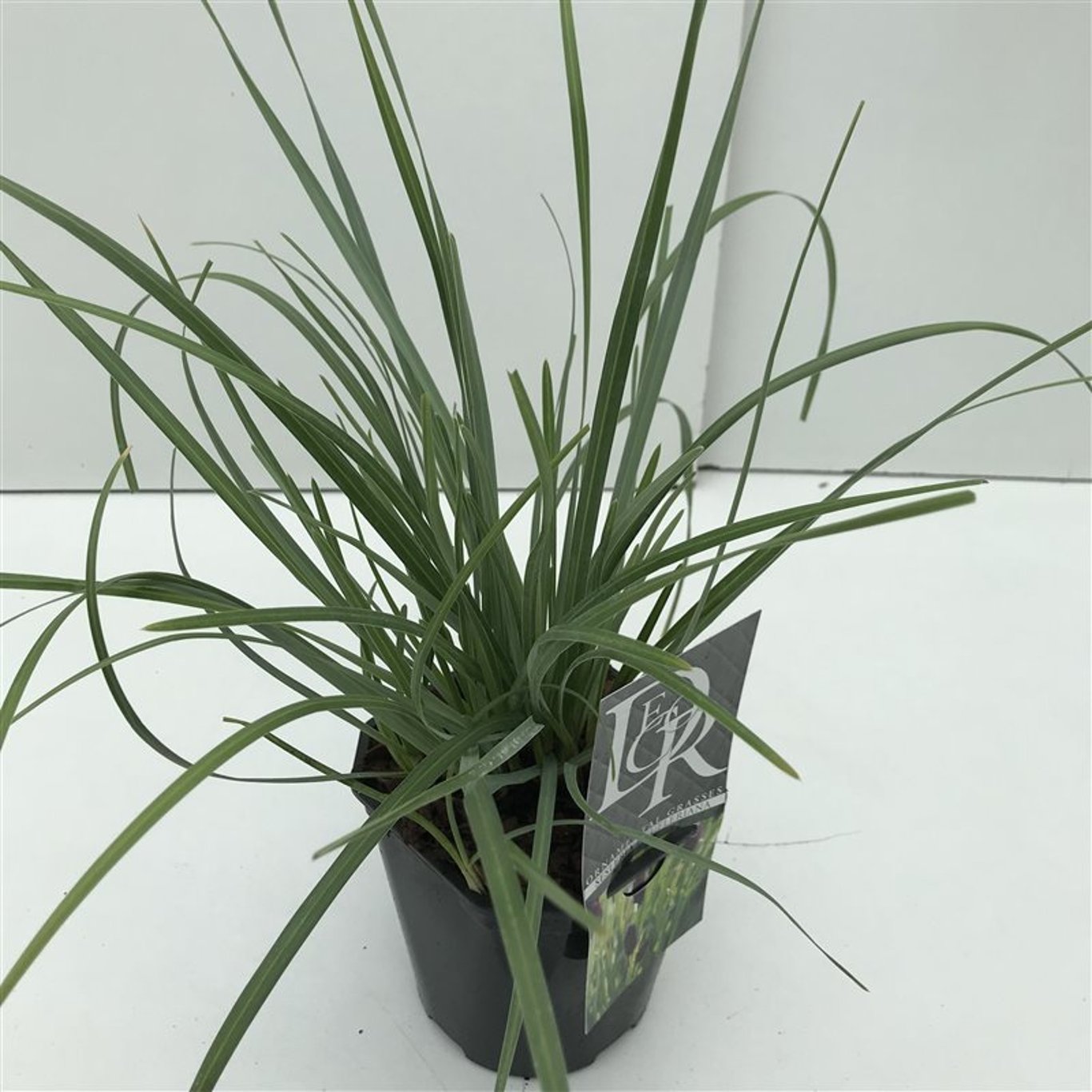 Fryle – Sesleria heufleriana - C2