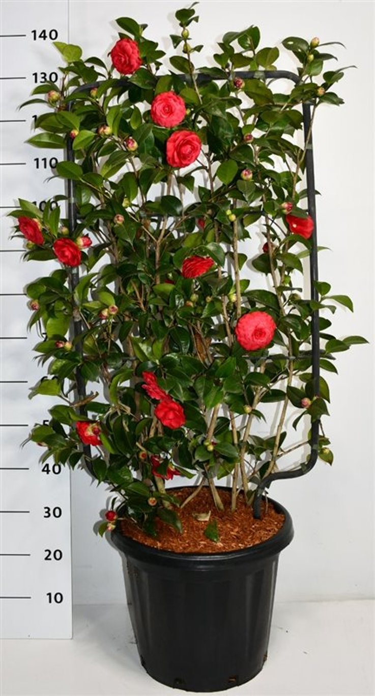 Japansk kamelia – Camellia japonica &