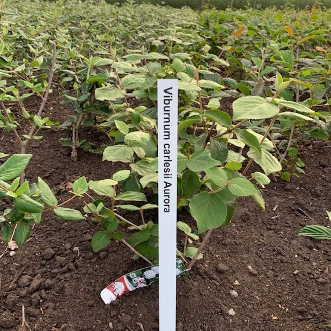 Koreansk olvon – Viburnum carlesii &