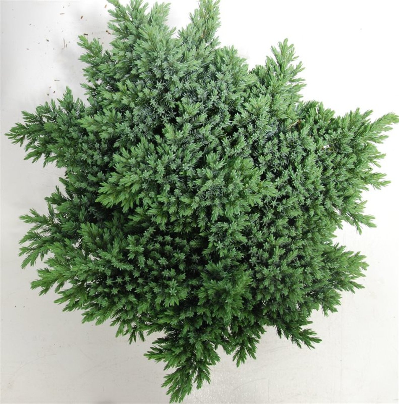 Himalaya-en – Juniperus squamata &