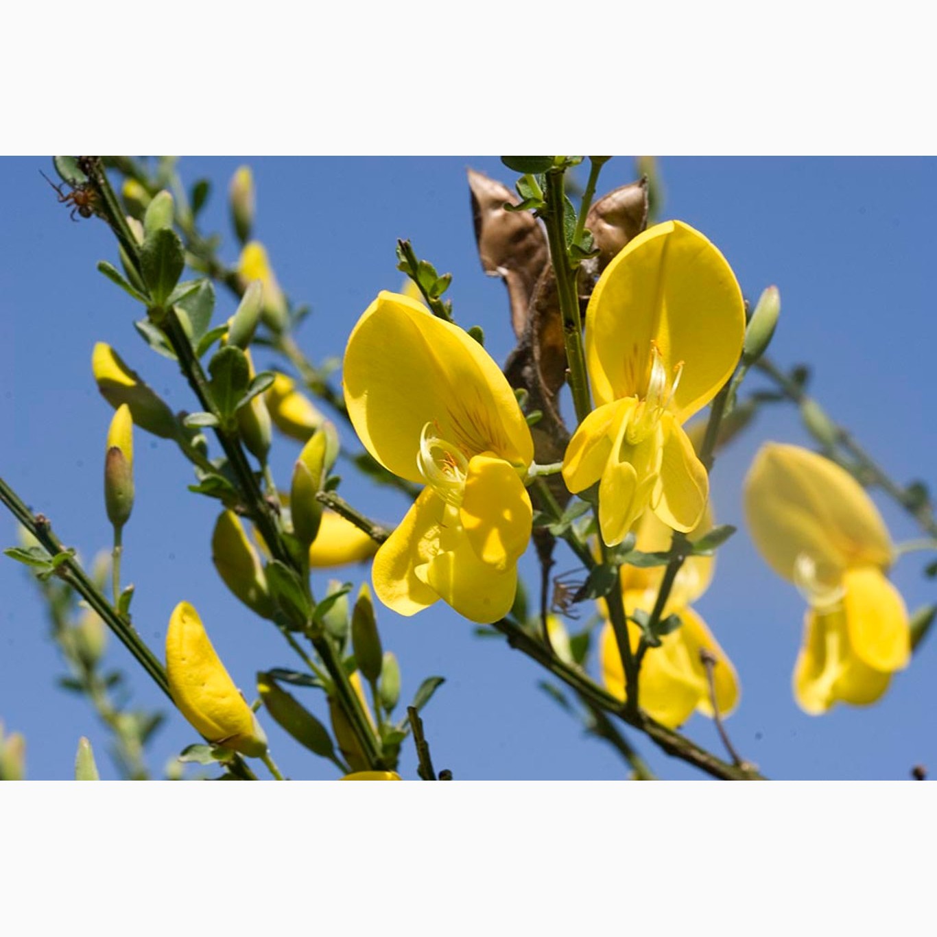 Säckbuske – Cytisus scoparius 'Vanesse' - P9 40-60 CM