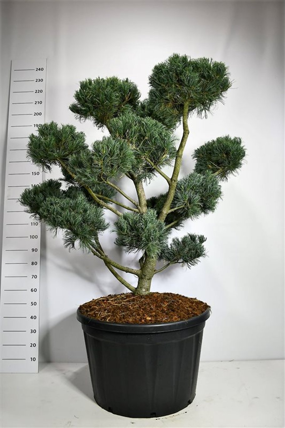 Japansk vit­tall – Pinus parviflora &