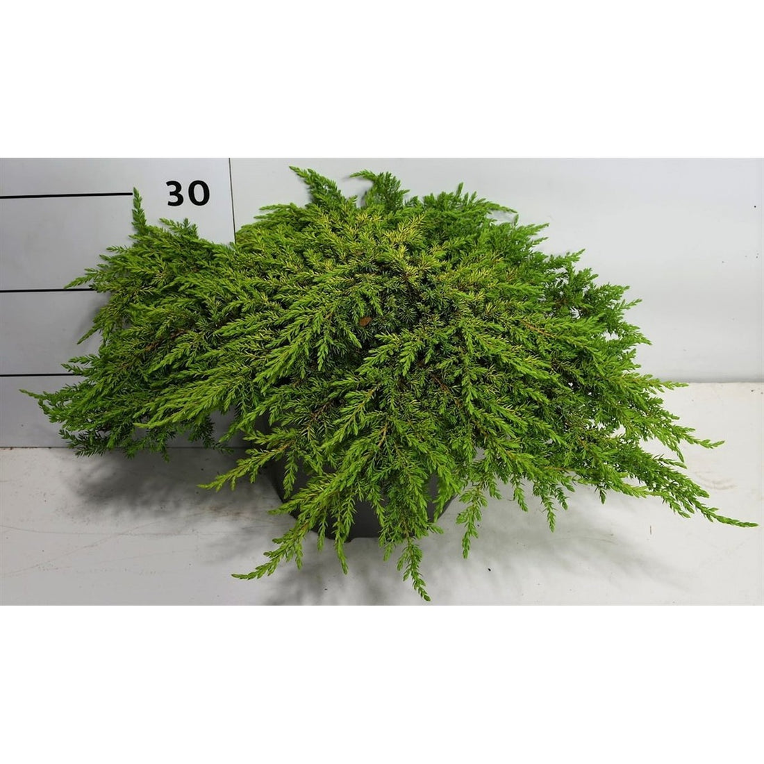 En – Juniperus communis &