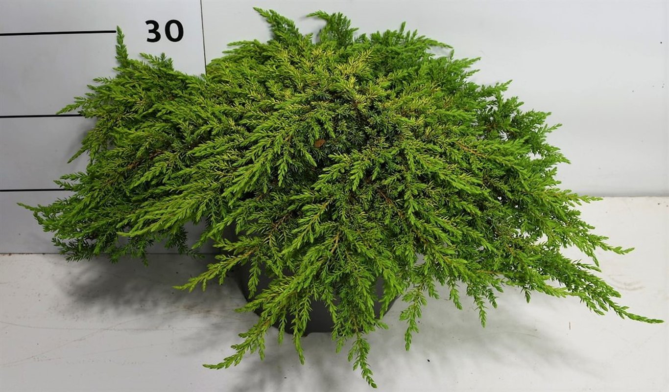 En – Juniperus communis 'Lemon Carpet' - C7.5 30-40 cm.