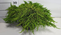 En – Juniperus communis 'Lemon Carpet' - C7.5 30-40 cm.