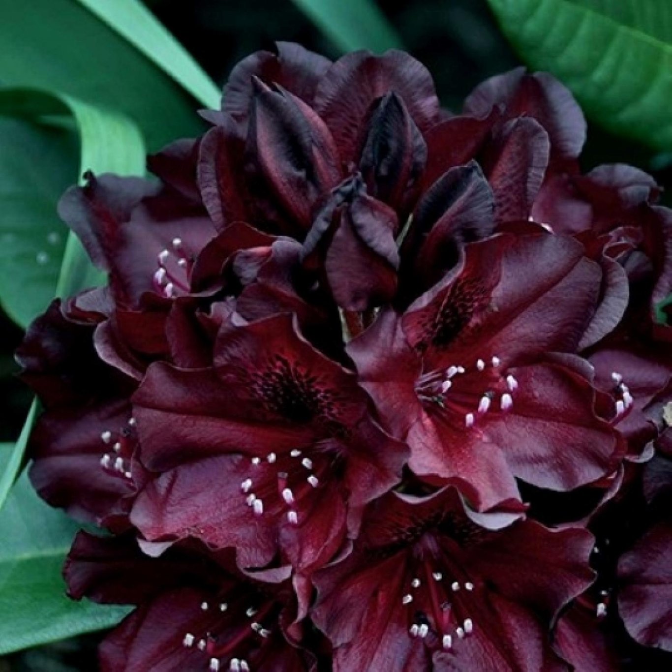 Rhododendron – Rhododendron (T); 'Black Widow' - C5 30-40 CM