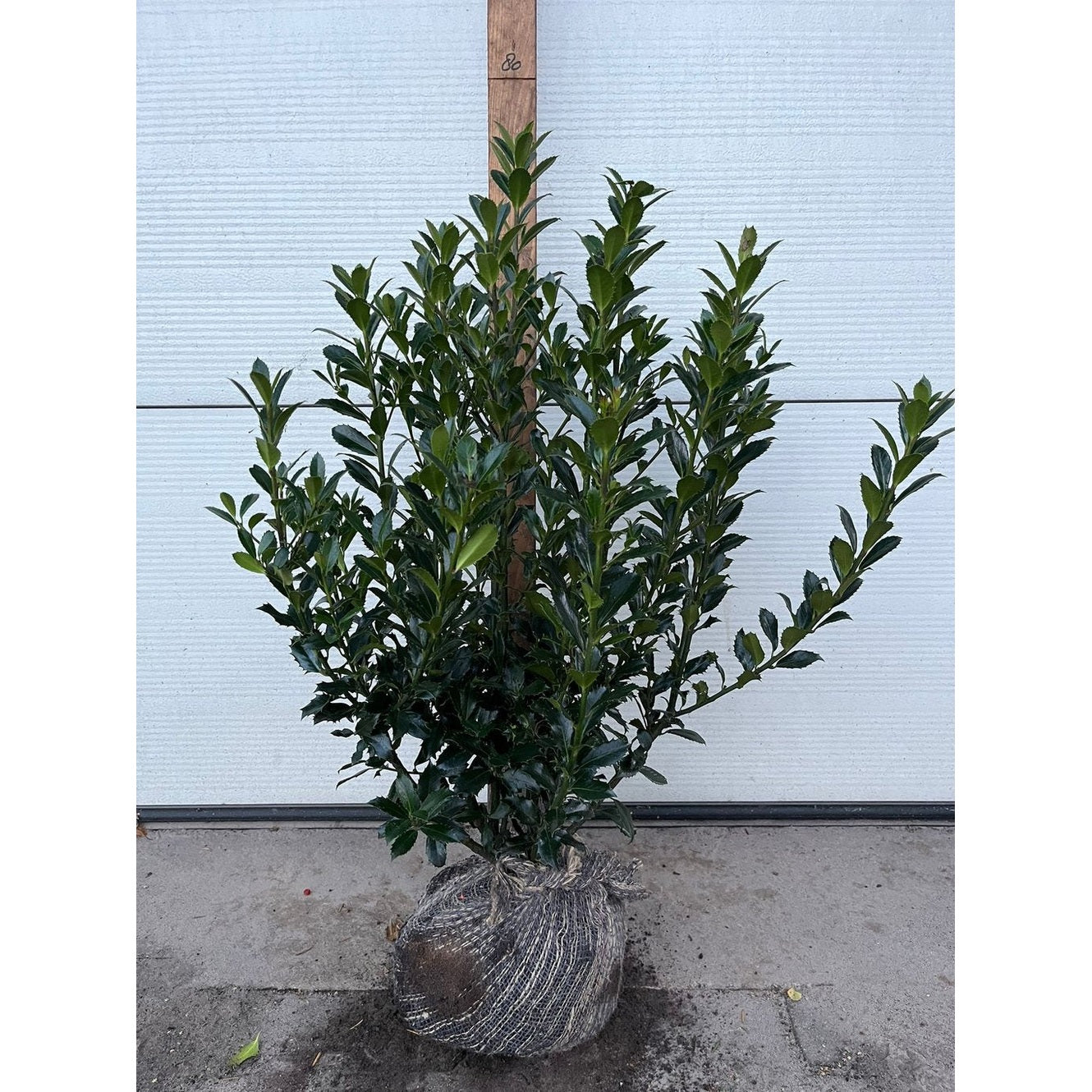 Blå järnek – Ilex meservae 'Heckenpracht' - 40-50 CM RB