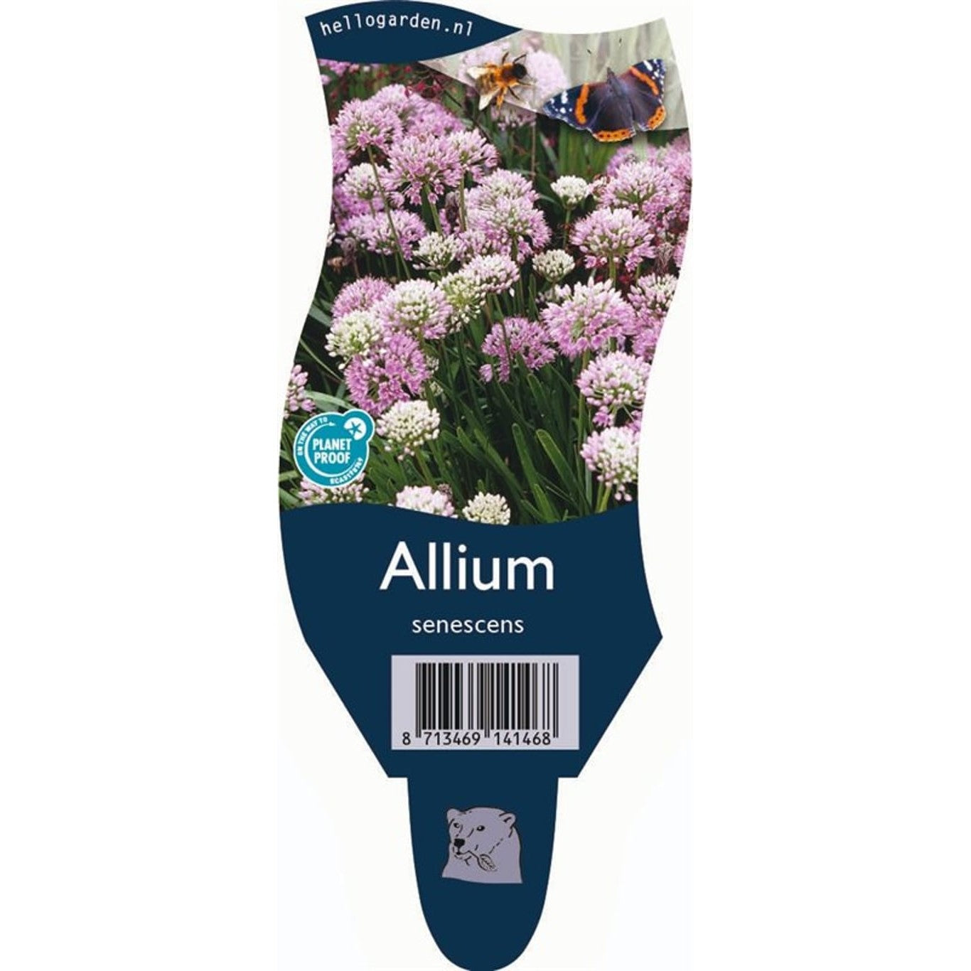 Lök – Allium senescens - P11