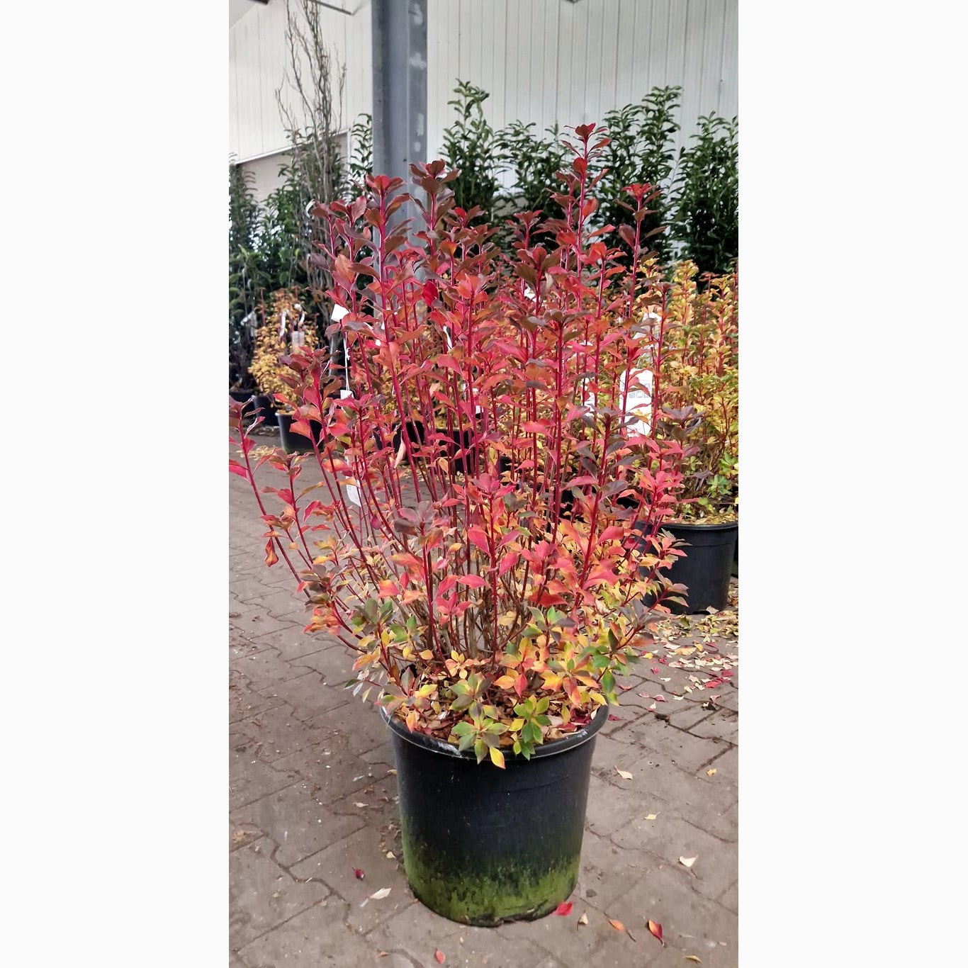 Rödljung – Enkianthus campanulatus - C20 80-100 CM