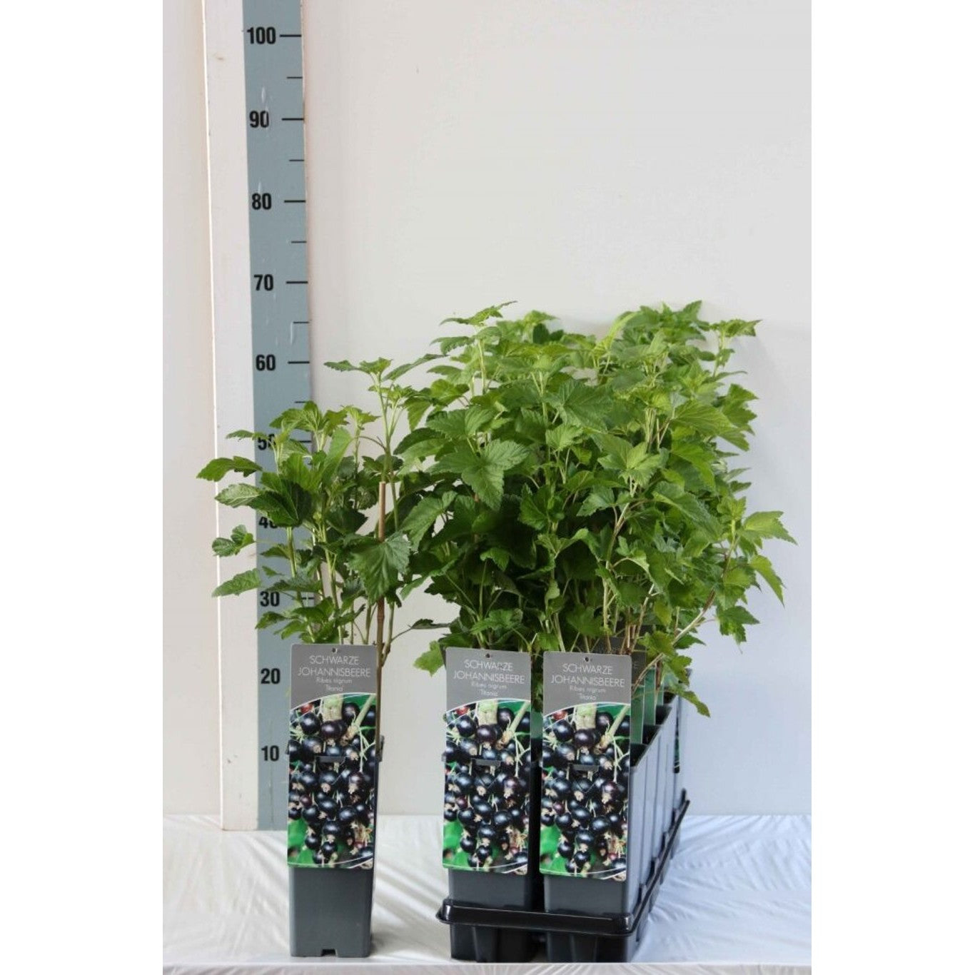 Svartvinbär – Ribes nigrum 'Titania' - C2 30-40 CM