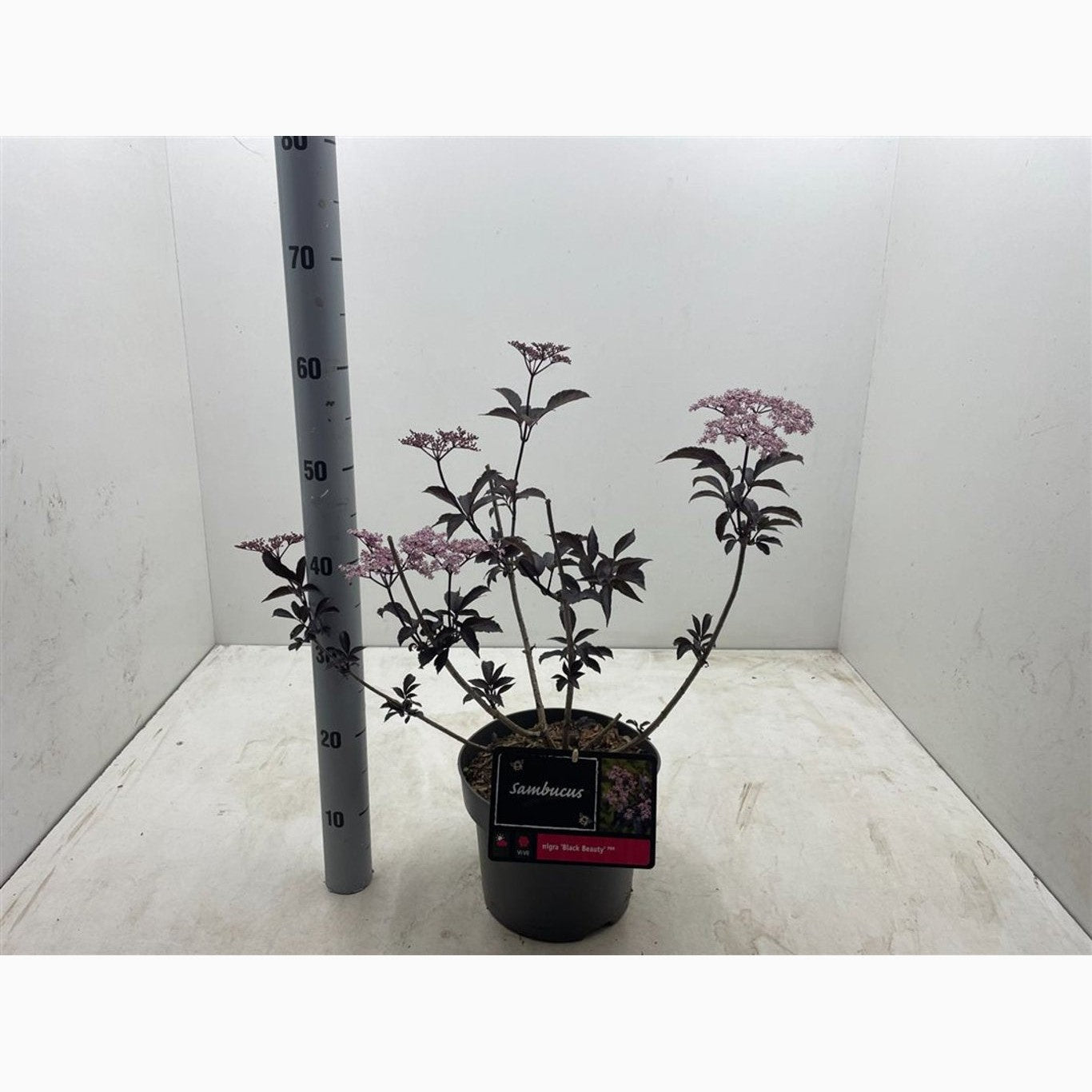 Fläder – Sambucus nigra 'Black Beauty'® - C5