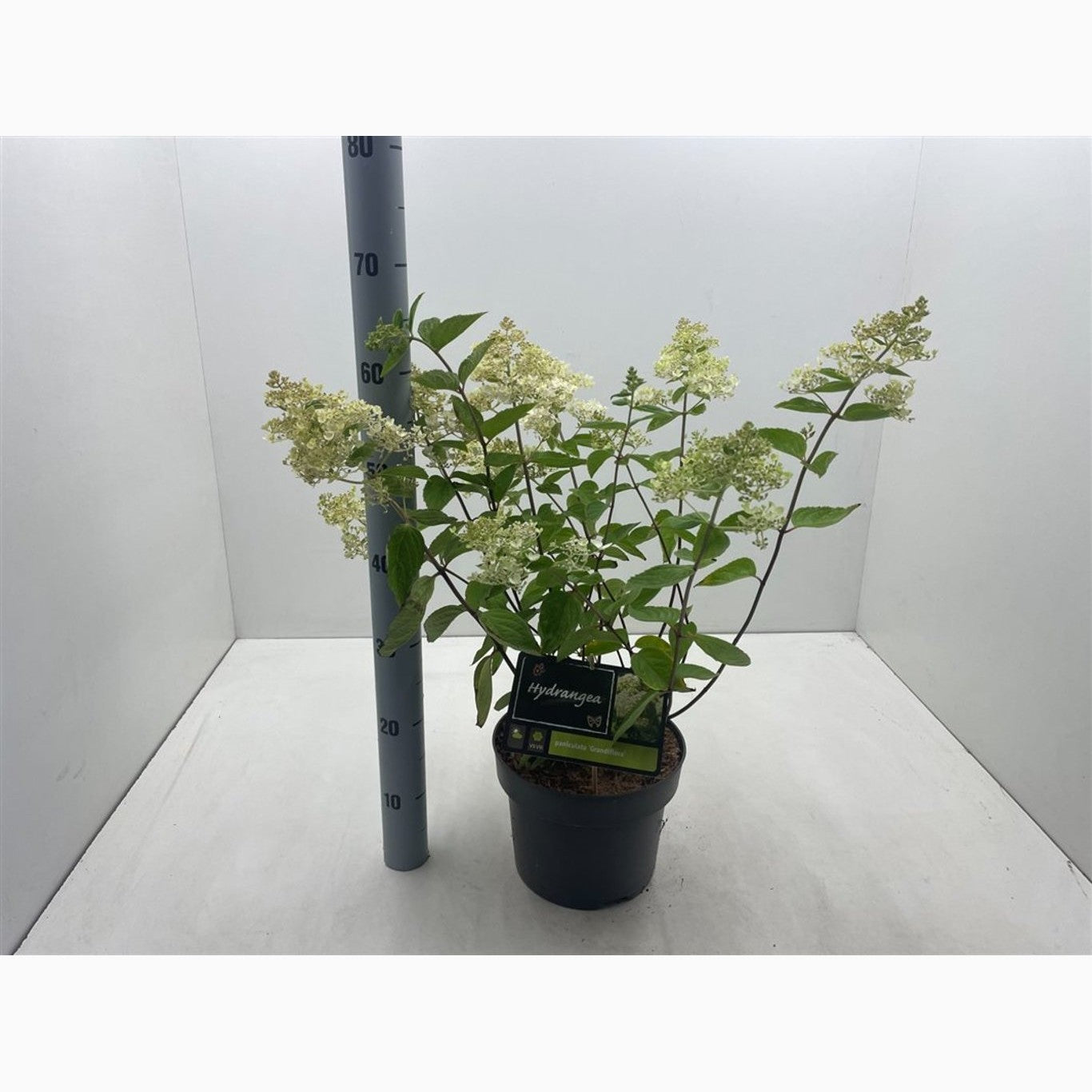 Syrenhortensia – Hydrangea paniculata 'Grandiflora' - C5