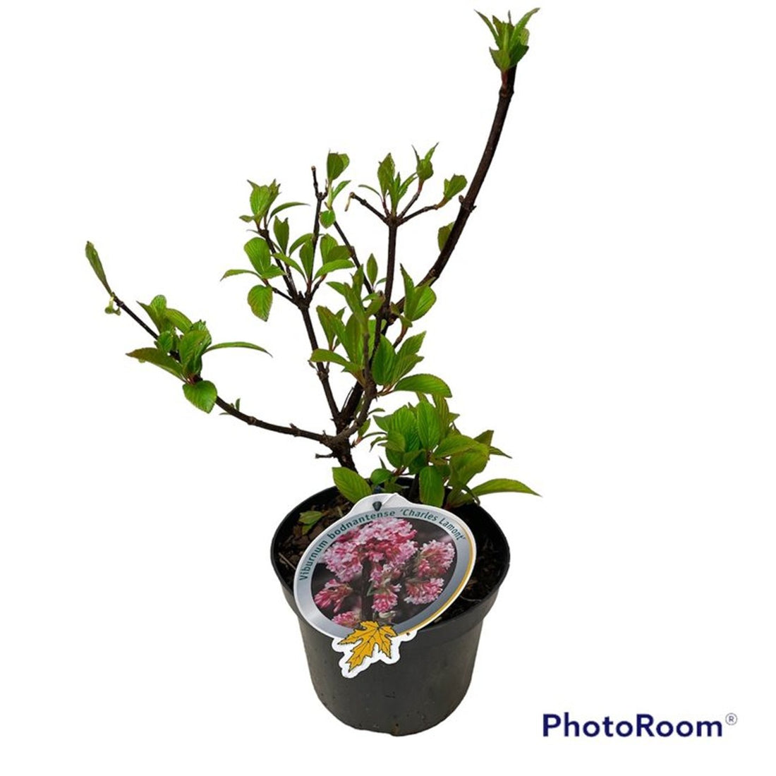 Hybridolvon – Viburnum bodnantense &