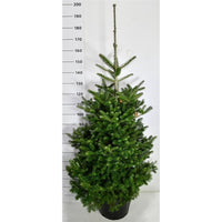 Koreagran – Abies koreana - C35 100-125 cm.