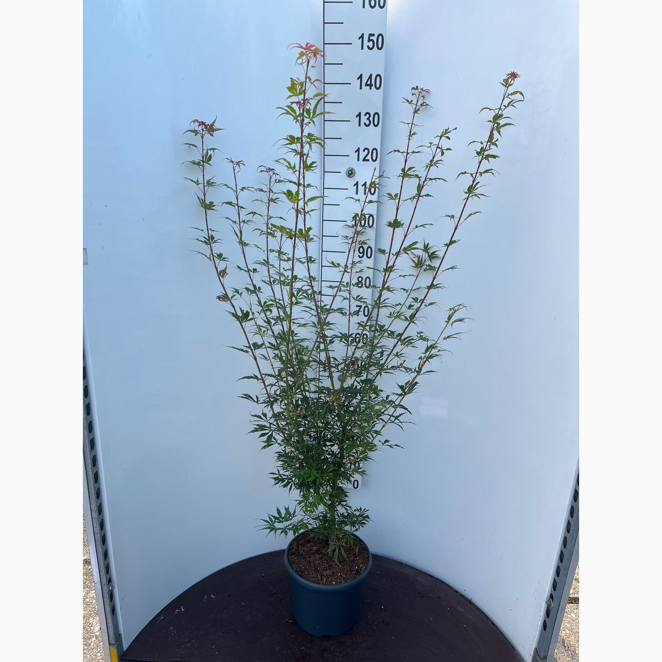 Japansk lönn – Acer pal. 'Jerre Schwartz' - C10 80-100 CM