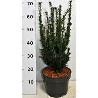 Hybrididegran – Taxus media 'Hillii' - C5 50-60 cm.