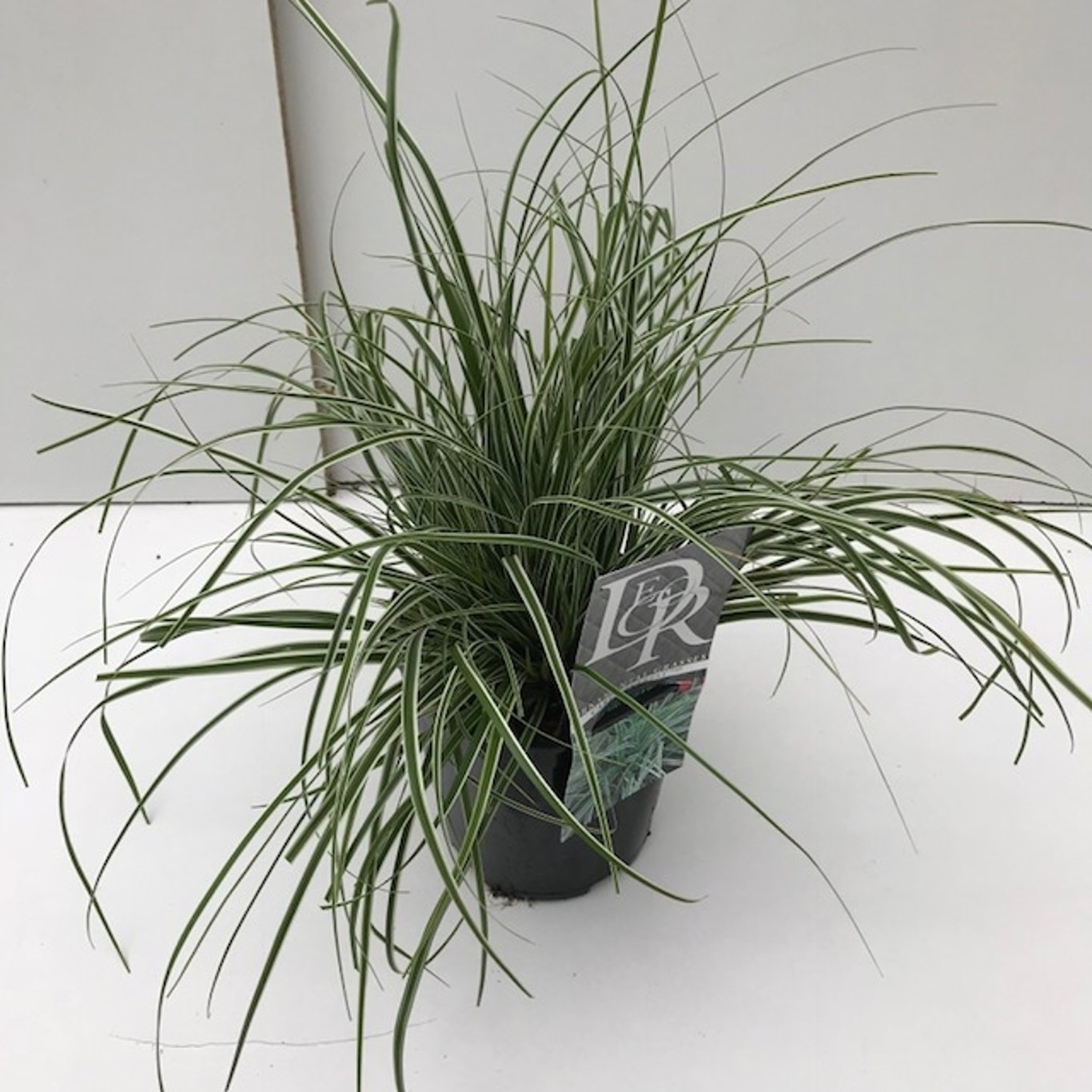Starr – Carex oshimensis 'Everest' - C2