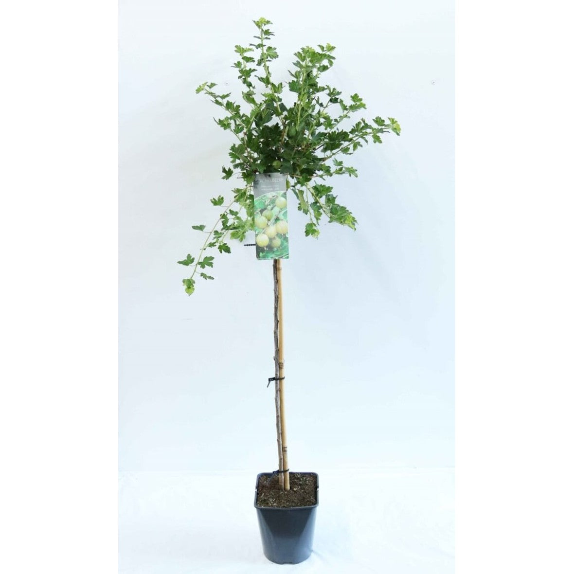 Krusbär – Ribes uva-crispa 'Hinnonmäki Gelb' - 90 CM Stem C5