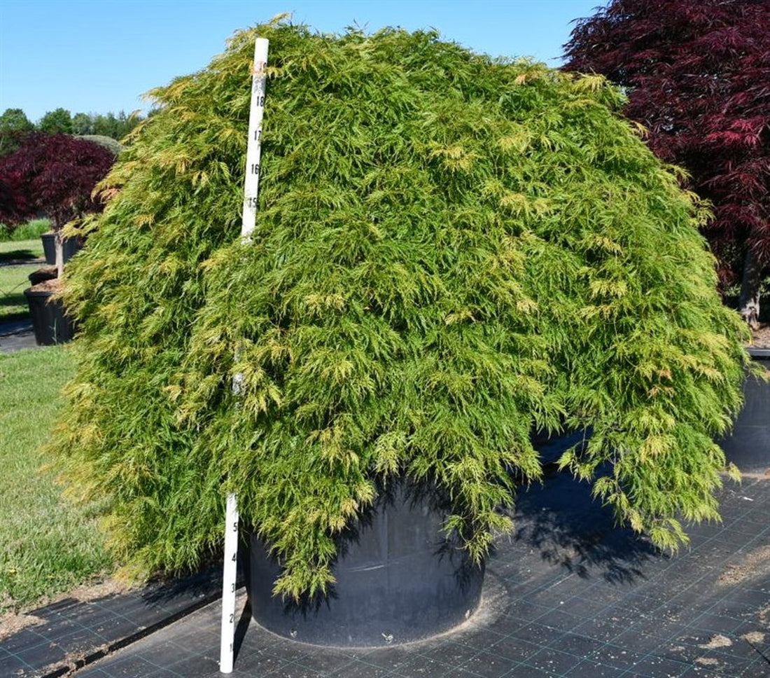 Japansk lönn – Acer palmatum &