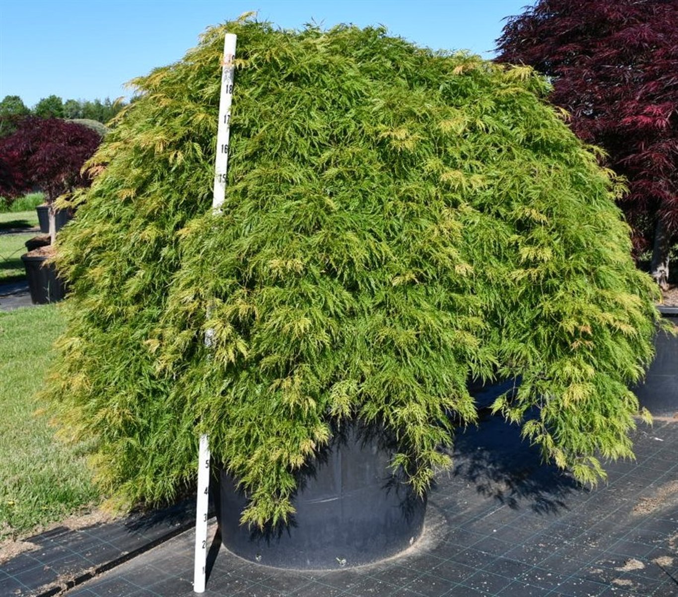 Japansk lönn – Acer palmatum &