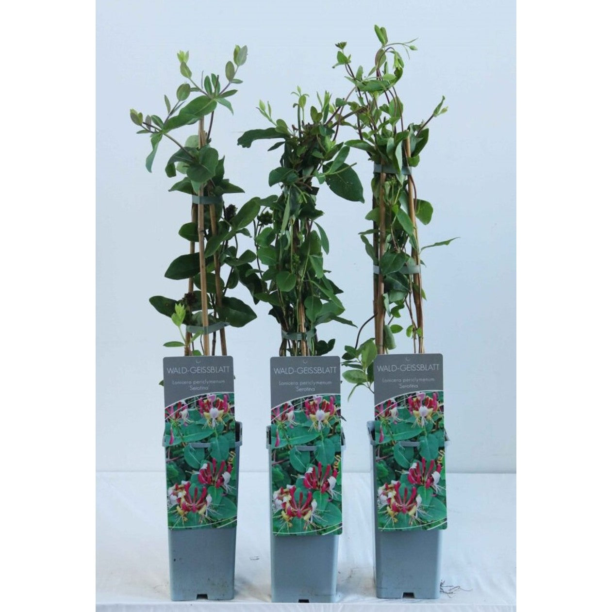 Kaprifol – Lonicera periclymenum 'Serotina' - C2 50-60 CM 3 Stick