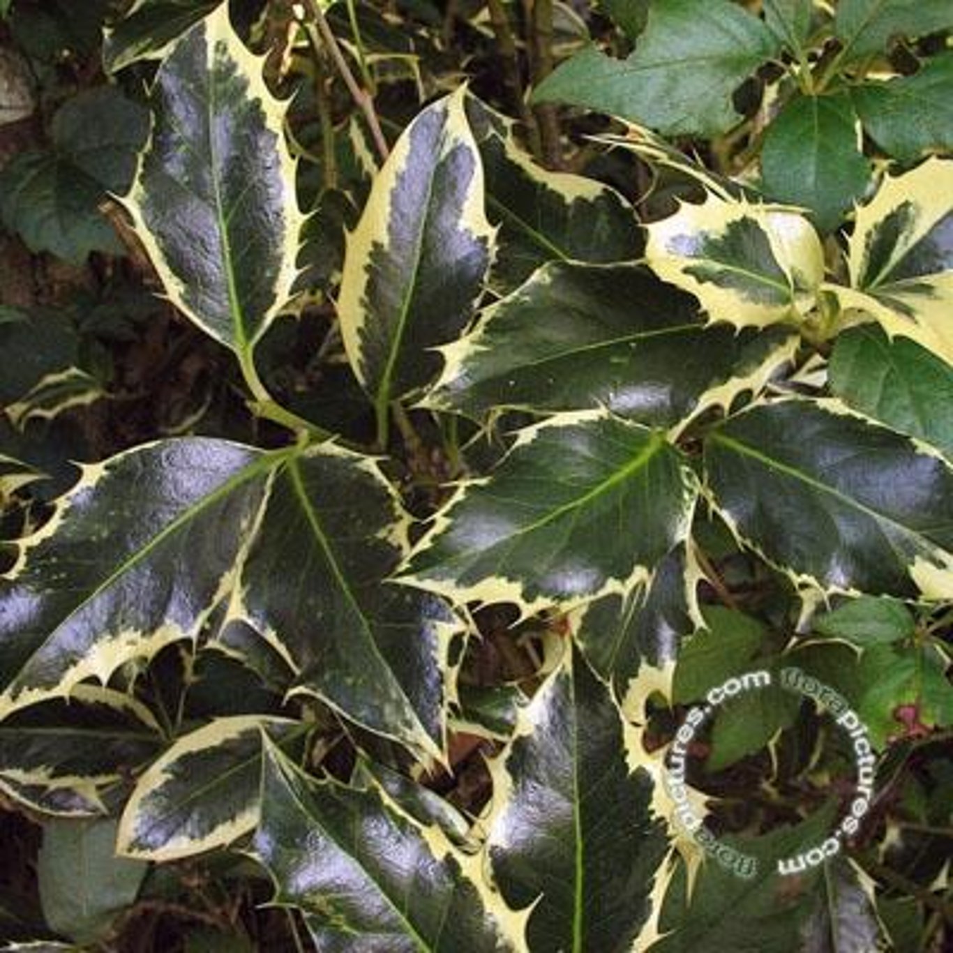 Järnek – Ilex aquifolium 'Argentea Marginata' - 90 CM Stem C10