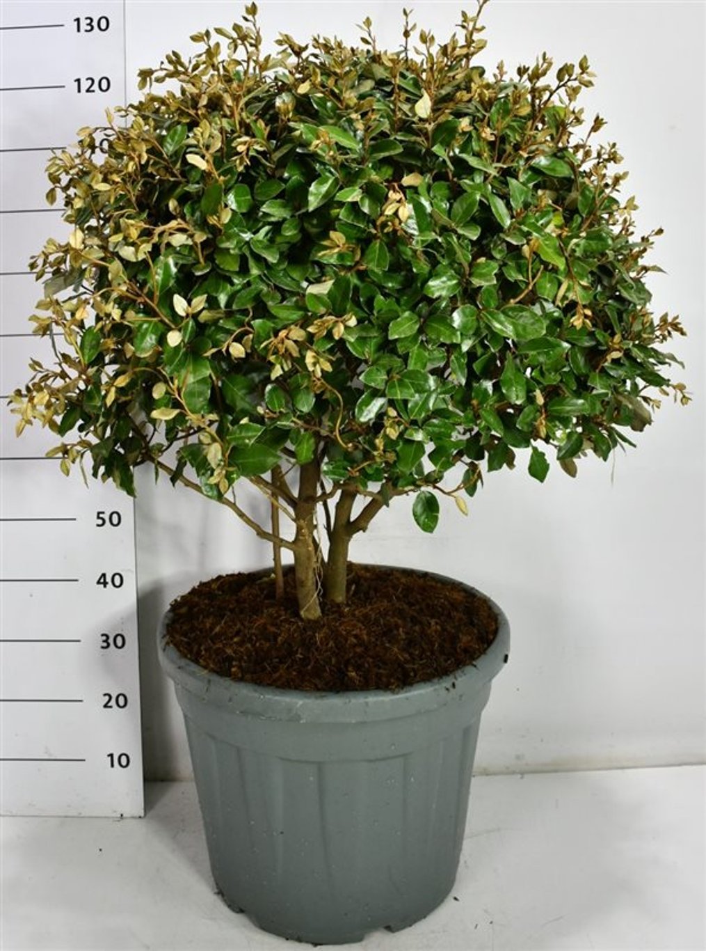 Silverolvon – Elaeagnus ebbingei - C55 70-80 cm. Meerstammig
