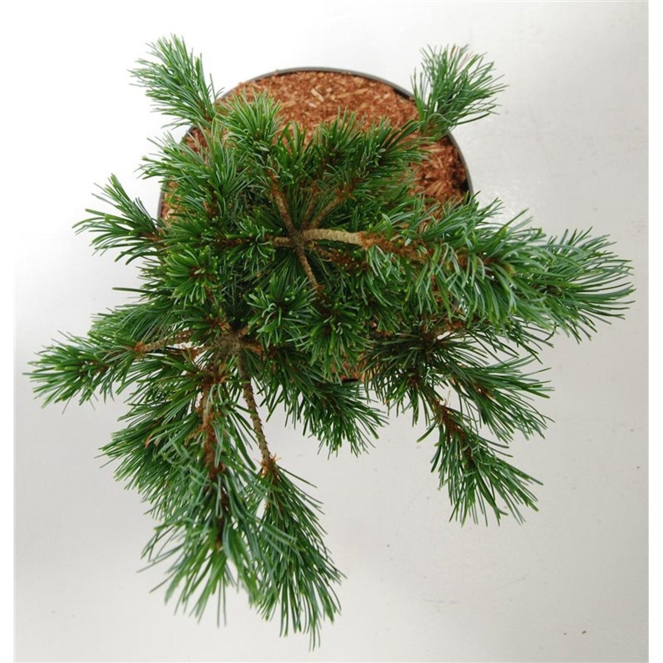 Japansk vit­tall – Pinus parviflora 'Negishi' - C5 30-35 cm.