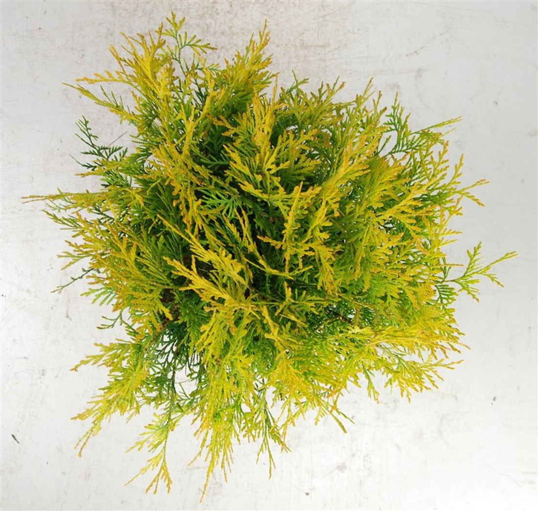 Thuja – Thuja occidentalis &