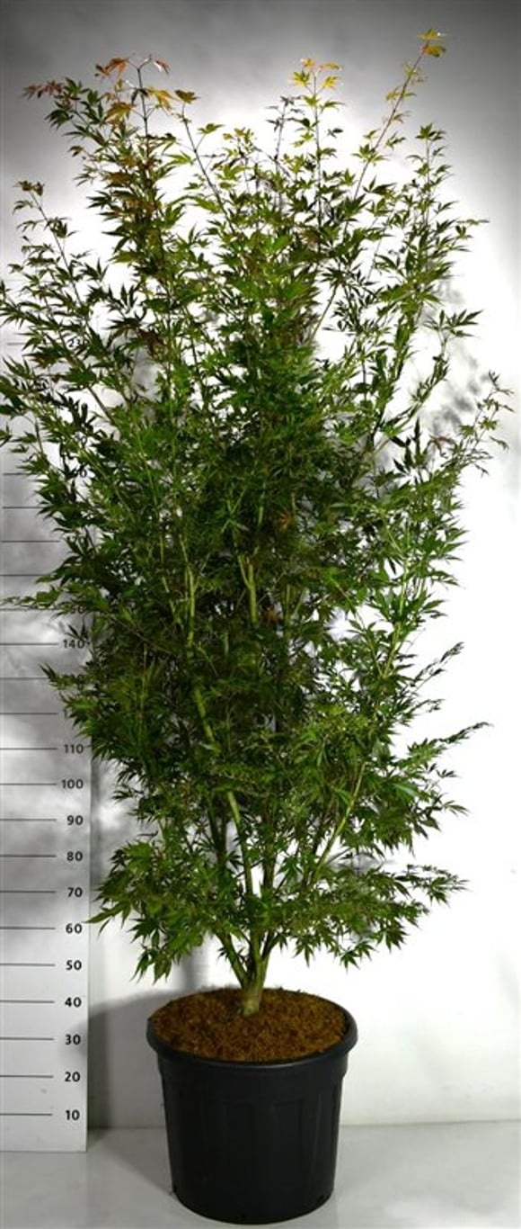 Japansk lönn – Acer palmatum &