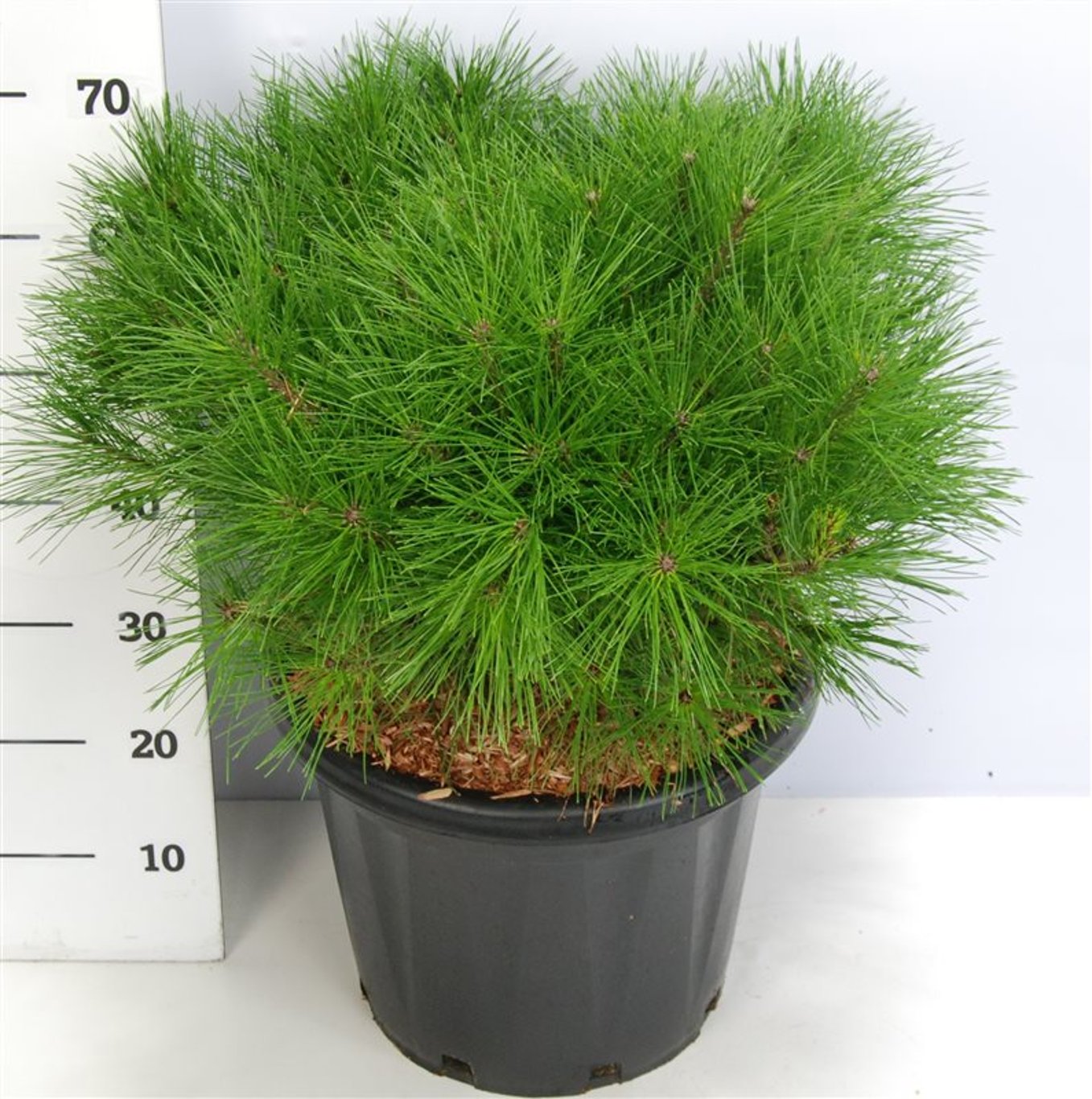 Svarttall – Pinus densiflora &