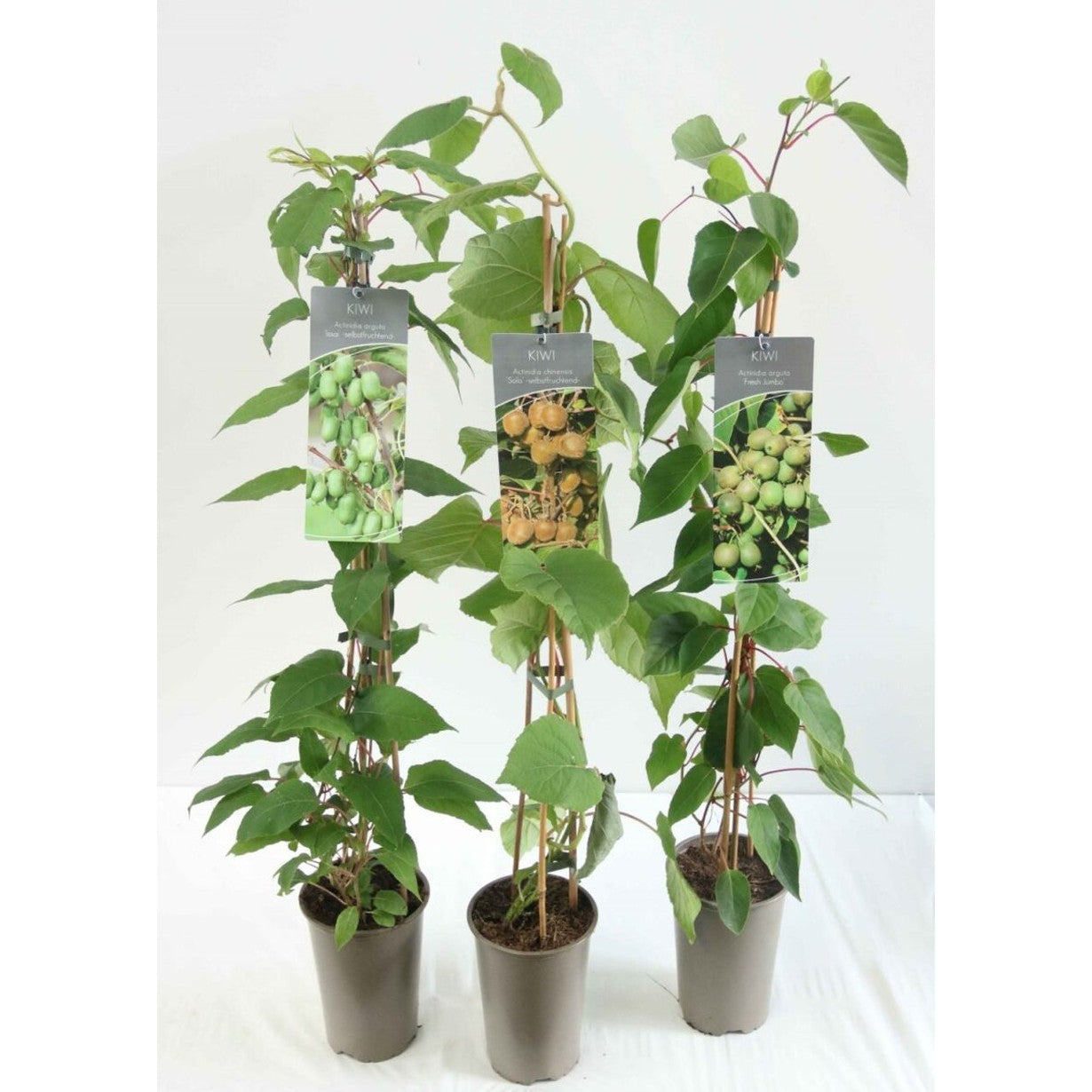 Minikiwi – Actinidia a. 'Fresh Jumbo' - C2 60-80 CM Stick