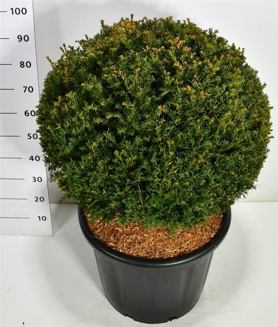 Idegran – Taxus baccata - C65 70 cm. Bol