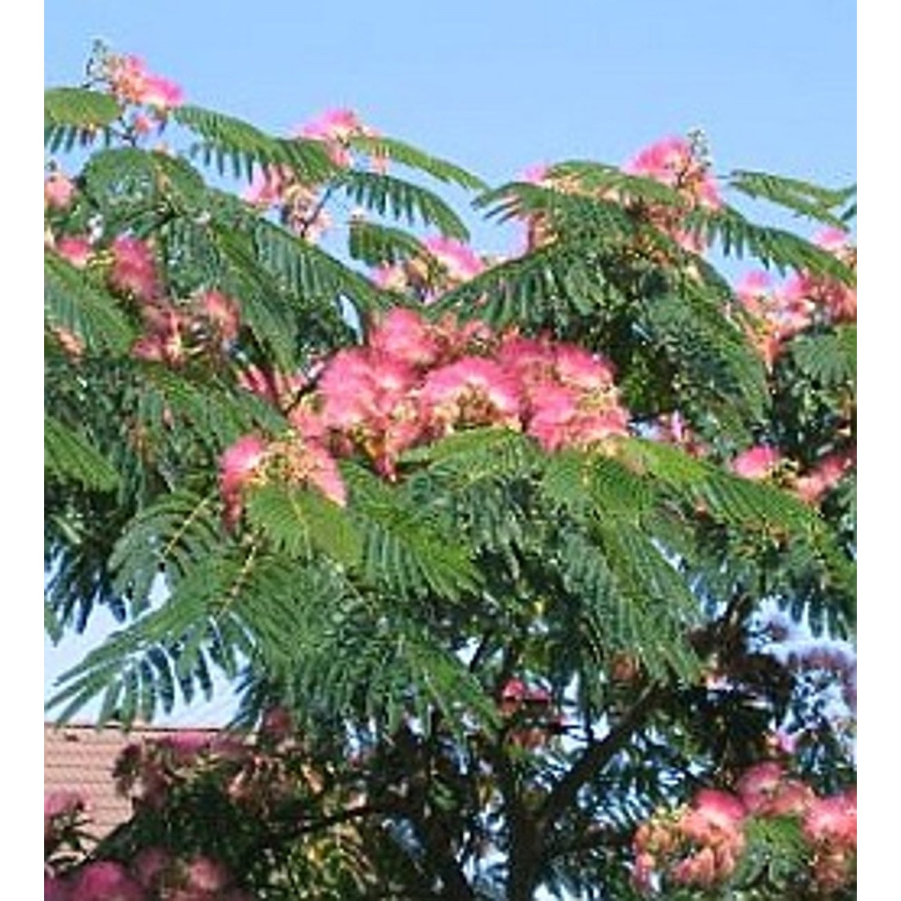 Silkesträd – Albizia julibr. 'Ombrella' - C7.5 Halfstem