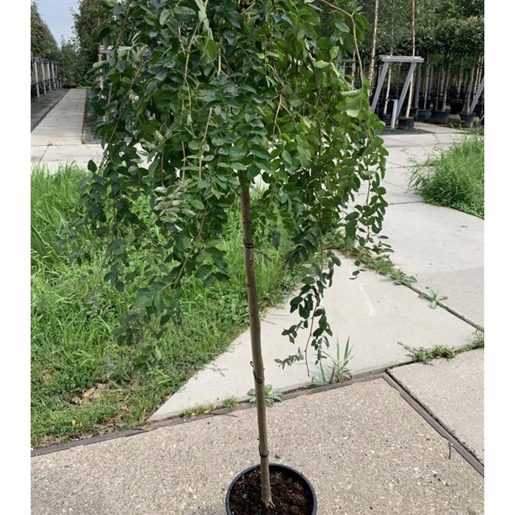 Sibirisk ärtbuske – Caragana arborescens 'Pendula' - C15 6/8  180 CM Stem
