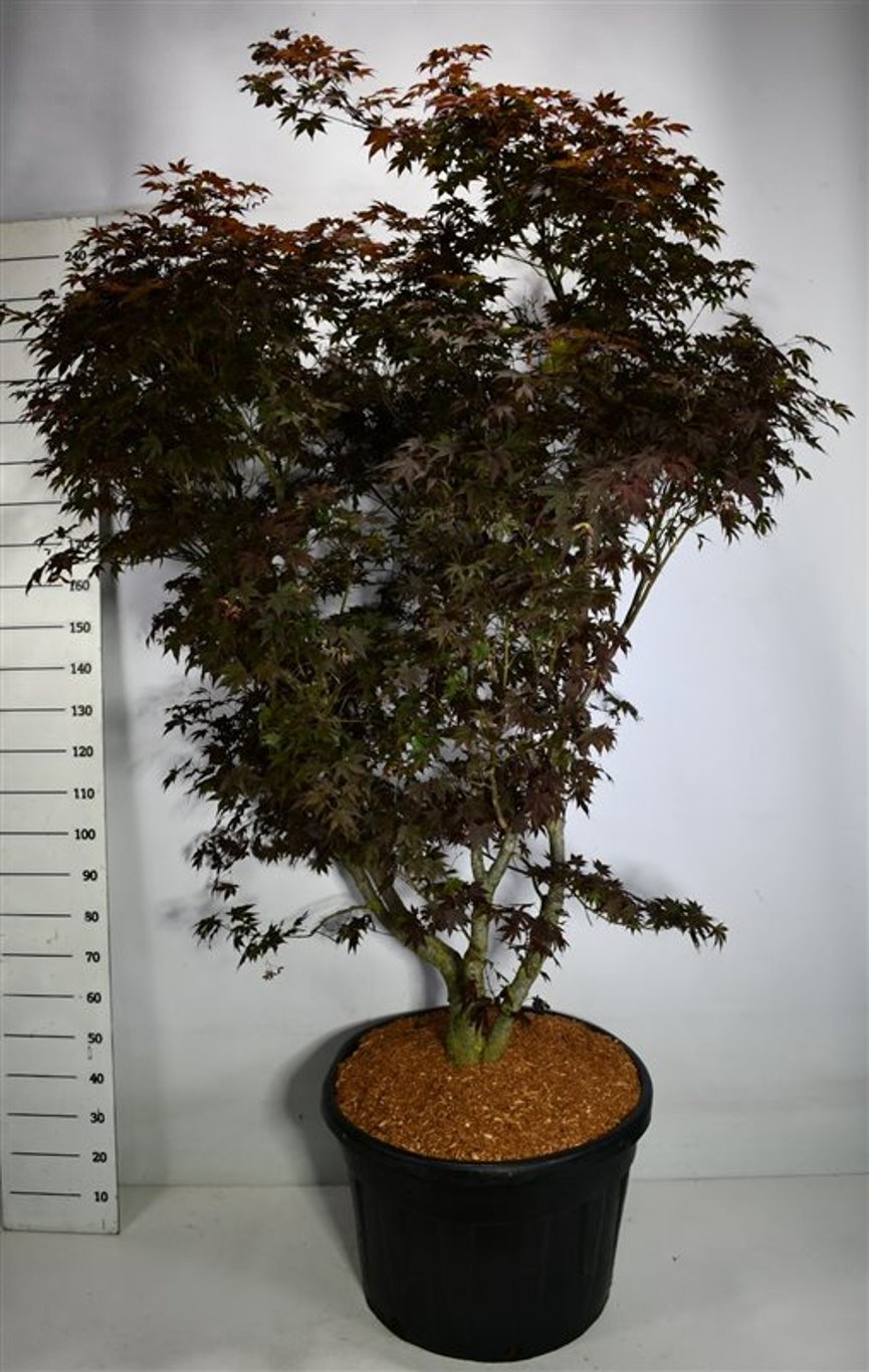 Japansk lönn – Acer palmatum &