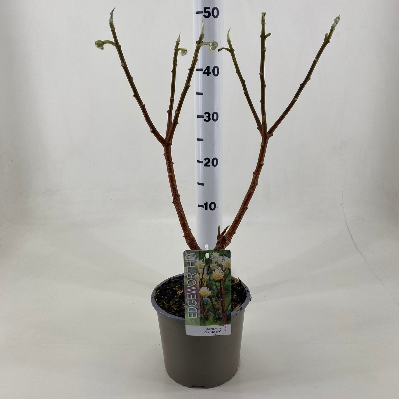 Kantbuske – Edgeworthia chrysantha 'Grandiflora' - C3 30-40 CM