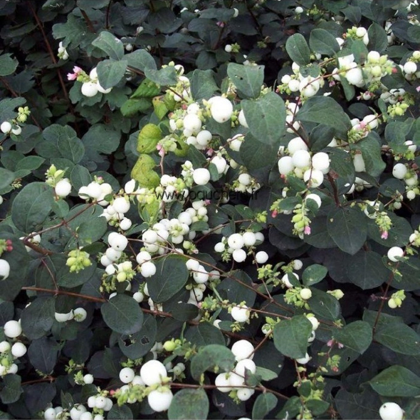 Snöbär – Symphoricarpos doorenbosii 'White Hedge' - 60-100 CM bare root 0/2   3-4 branche