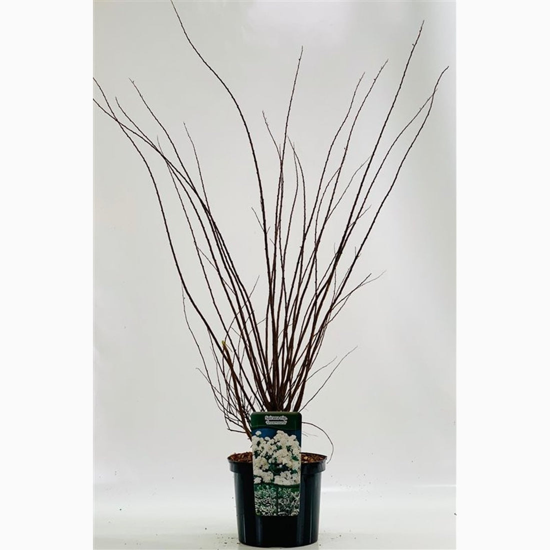 Spirea – Spiraea nipponica &