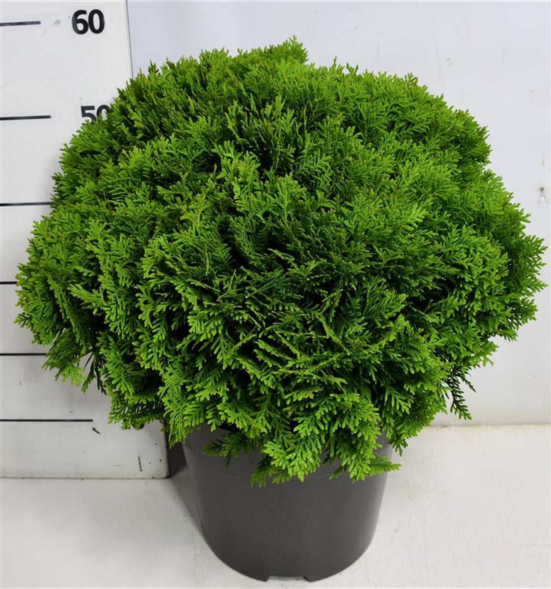 Thuja – Thuja occidentalis &