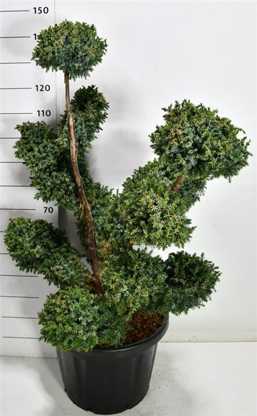 Kinesisk en – Juniperus chinensis &