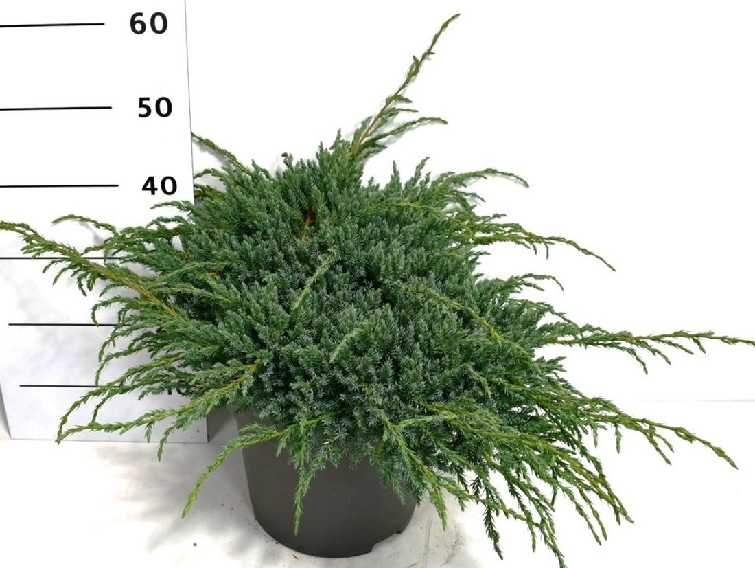 Himalaya-en – Juniperus squamata &
