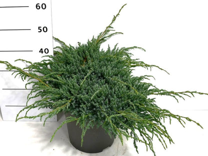 Himalaya-en – Juniperus squamata &
