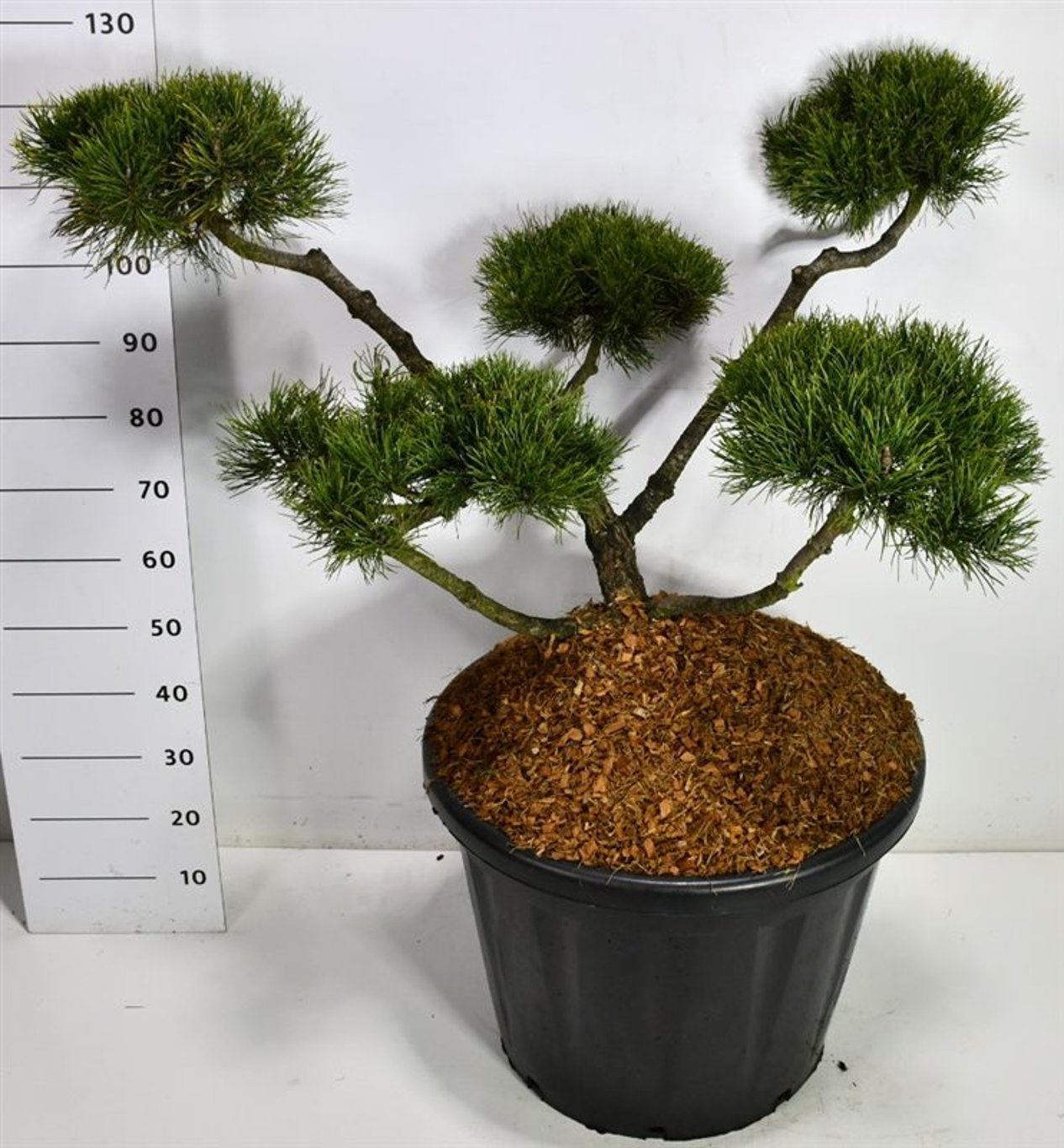 Bergtall – Pinus mugo &