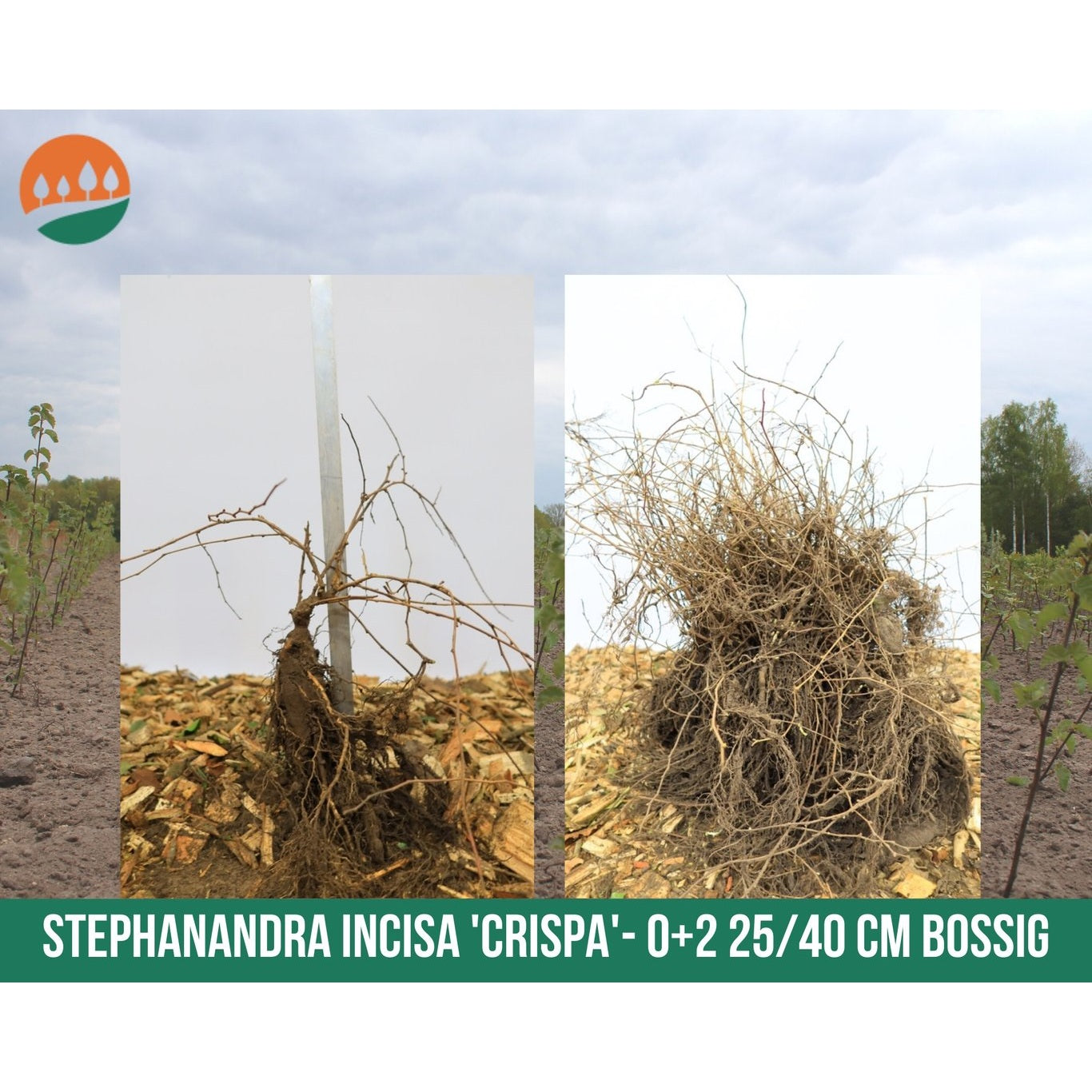 Snöträd – Styrax japonicus 'Evening Light' - 25-30 CM bare root 0/2 bushy