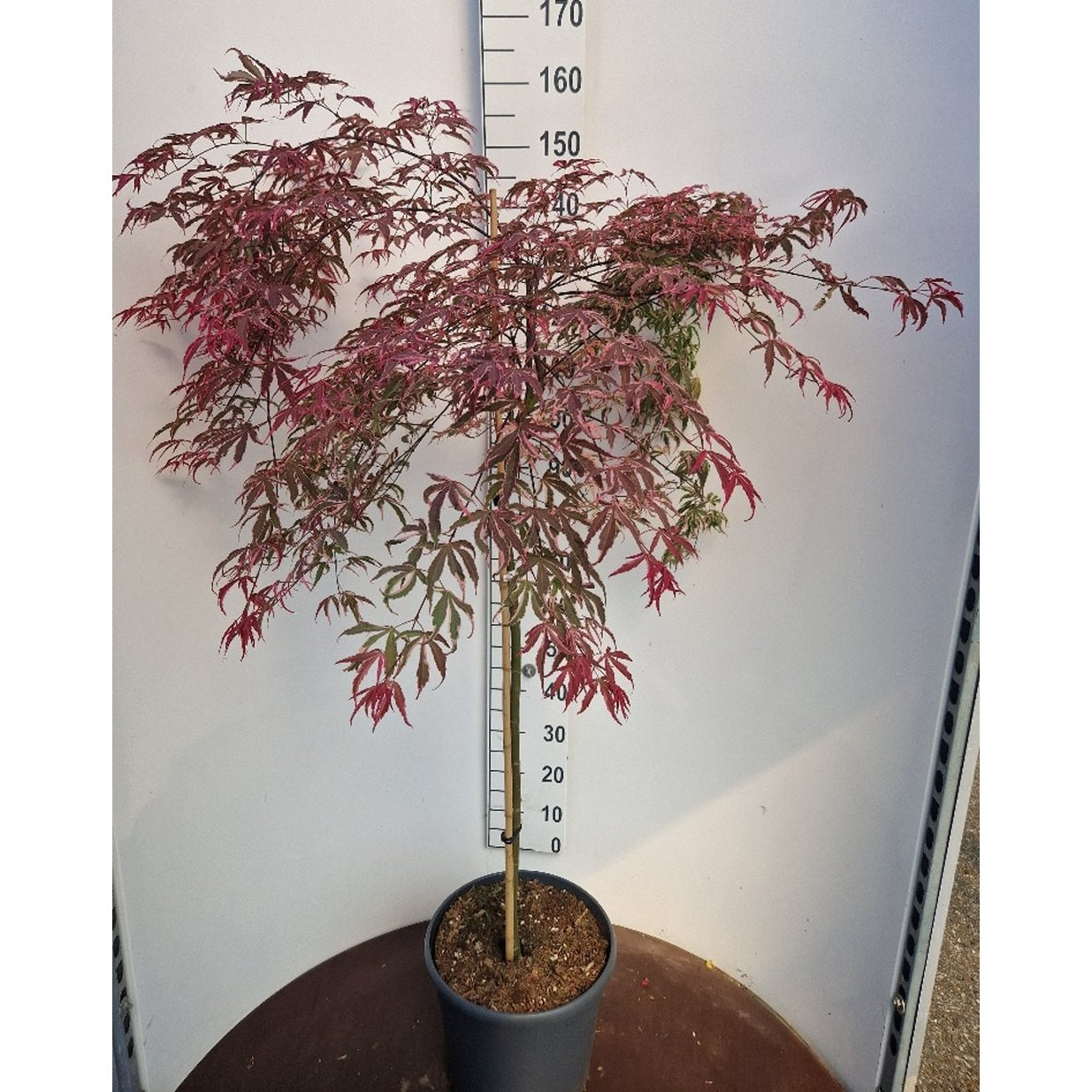 Japansk lönn – Acer shirasawanum - 90 CM Stem C20