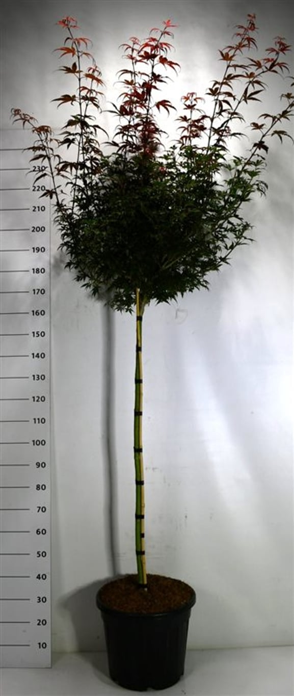 Japansk lönn – Acer palmatum &