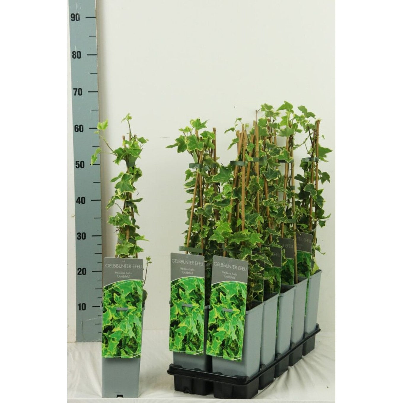 Murgröna – Hedera helix 'Goldchild' - C2 50-60 CM 3 Stick