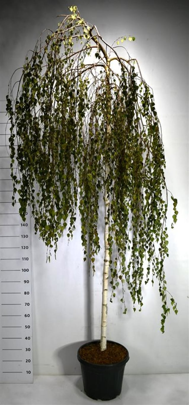 Hängbjörk – Betula pendula &
