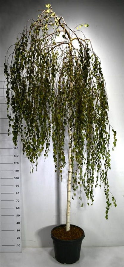 Hängbjörk – Betula pendula &